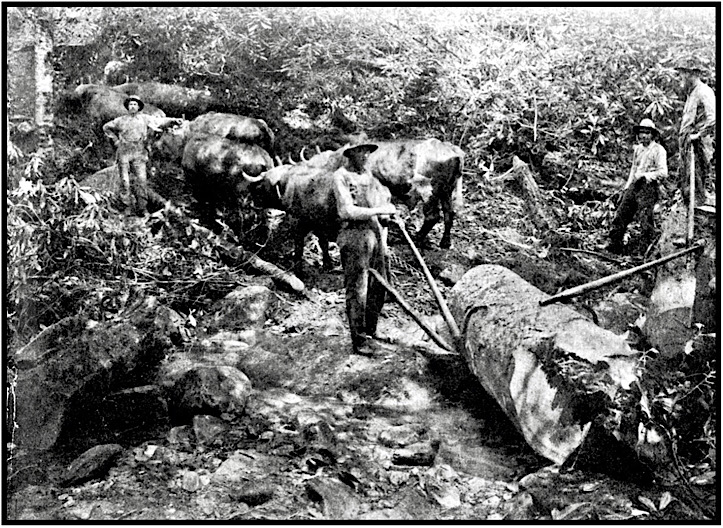 Timber Workers LA at Work, ISR  Cv, Aug 1912