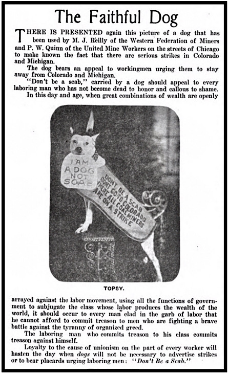 No Scab Dog of Chicago, CO UMW MI WFM Strikes, Mnrs Mag p8, Nov 6, 1913